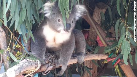 Alleged "koala massacre" leads to hundreds of animal cruelty charges