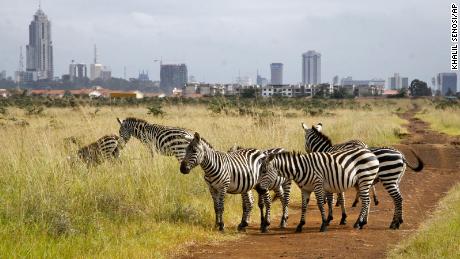 Zebras graze in Nairobi National Park. The Kenyan capital was one of seven cities examined in Arup's report.