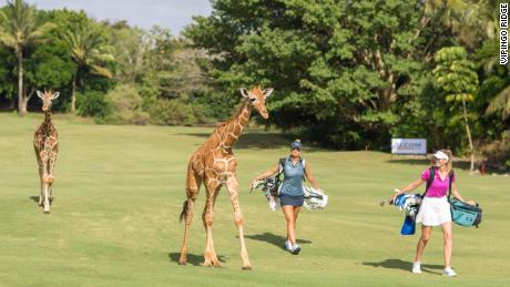 Golf on safari: animals roam the greens on Africa's only PGA accredited golf course