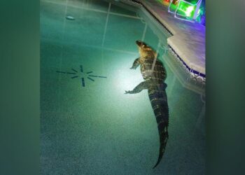 550-pound alligator goes for a swim in Florida family pool